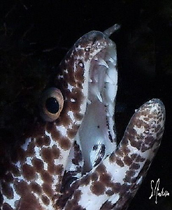 This Spotted Moray Eel is sucking in a large amount of wa... by Steven Anderson 